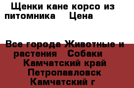 Щенки кане корсо из  питомника! › Цена ­ 65 000 - Все города Животные и растения » Собаки   . Камчатский край,Петропавловск-Камчатский г.